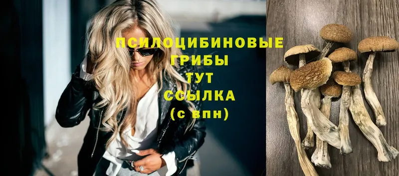 Галлюциногенные грибы Psilocybe  купить закладку  Черногорск 